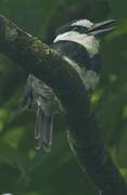 White-necked Puffbird