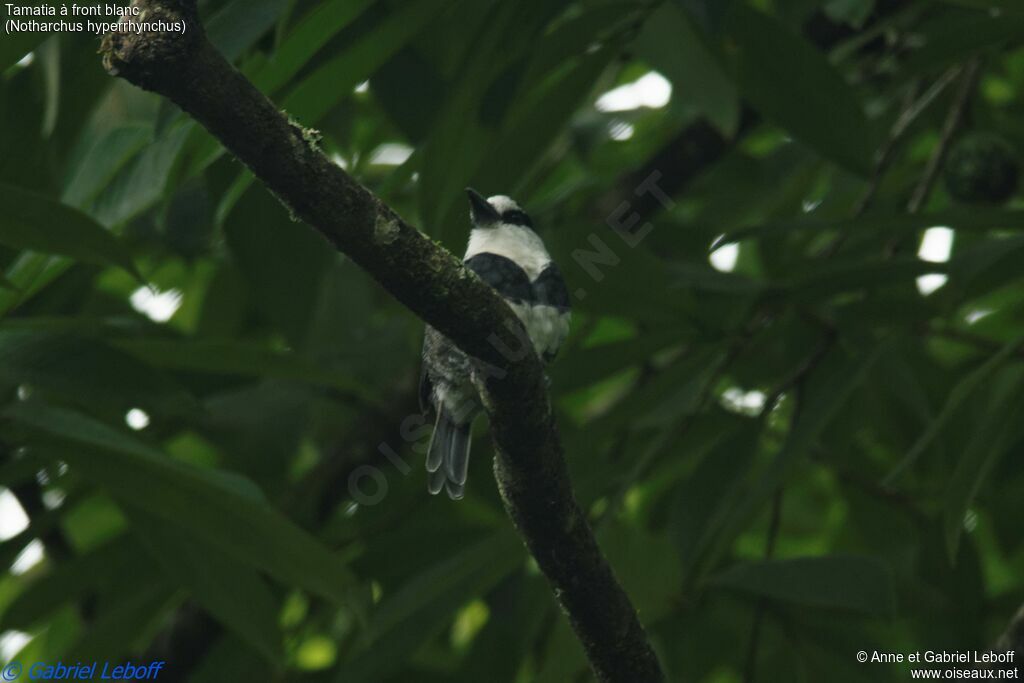 White-necked Puffbird