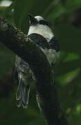 White-necked Puffbird