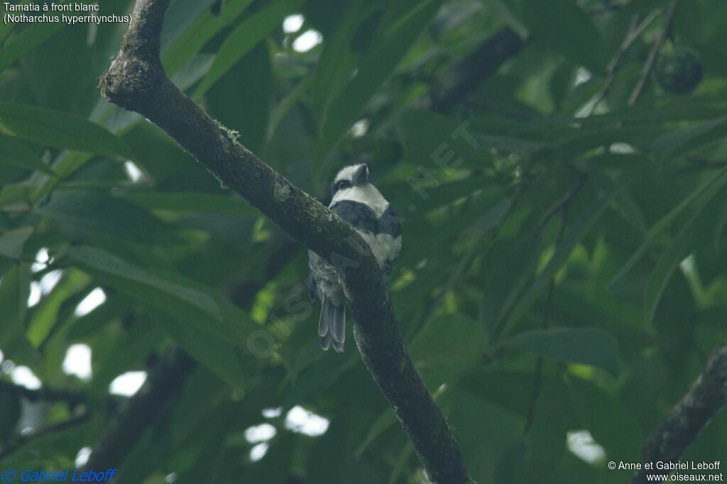 White-necked Puffbirdadult