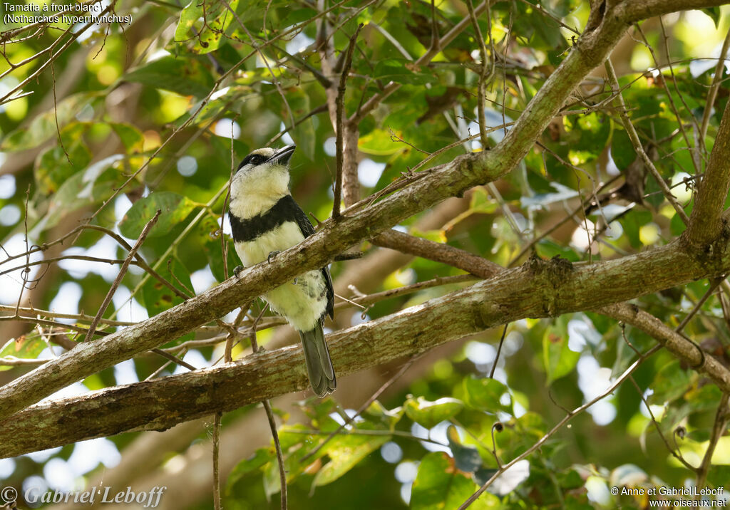 White-necked Puffbird