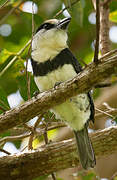 White-necked Puffbird