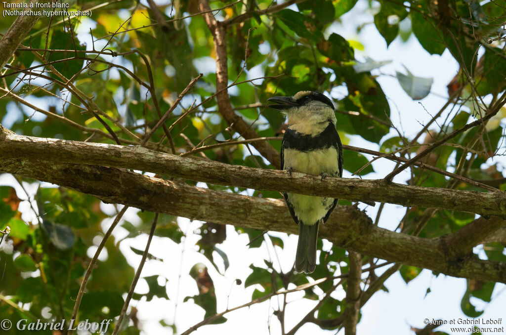 White-necked Puffbird