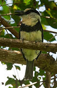 White-necked Puffbird