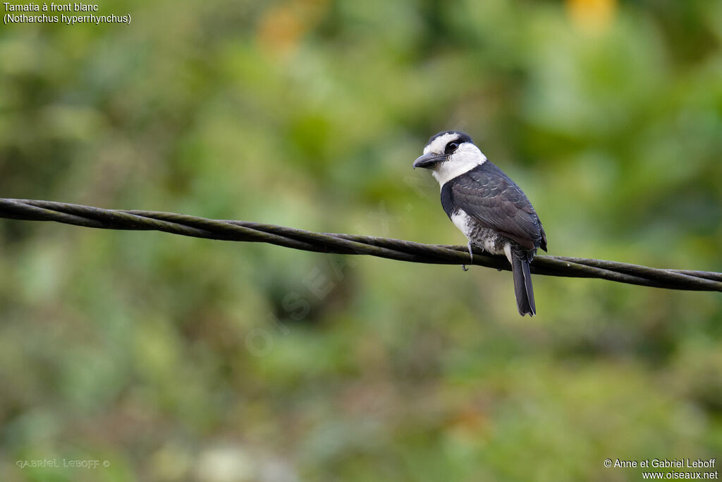 White-necked Puffbird