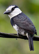 White-necked Puffbird