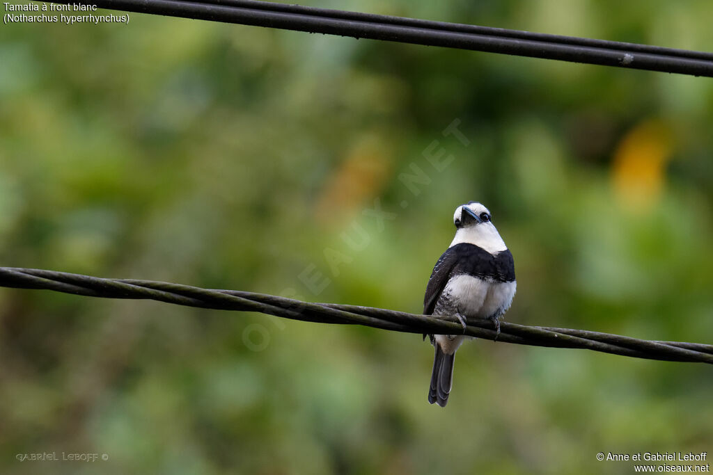 White-necked Puffbird