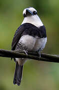 White-necked Puffbird