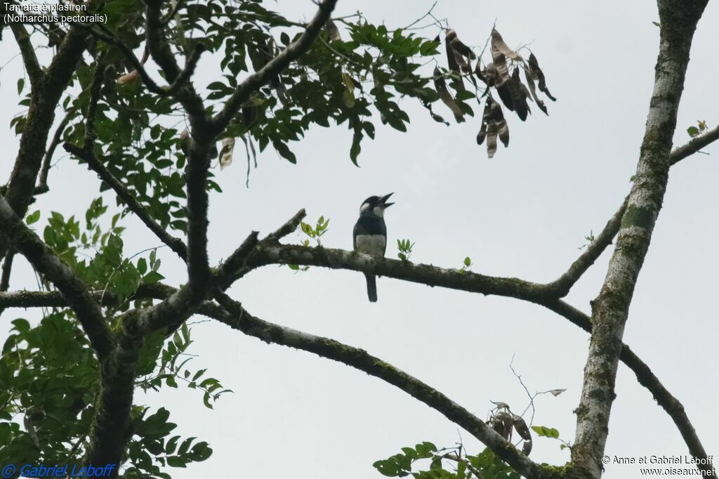 Black-breasted Puffbird