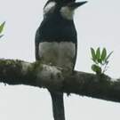 Tamatia à plastron