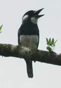 Black-breasted Puffbird