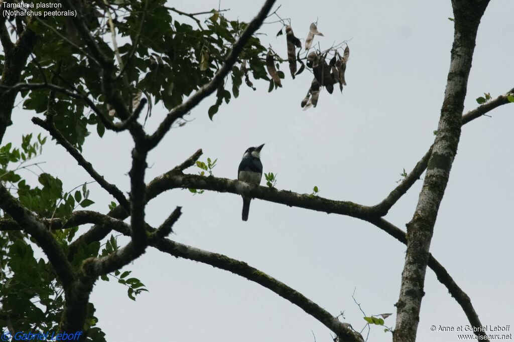 Black-breasted Puffbirdadult