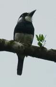 Black-breasted Puffbird