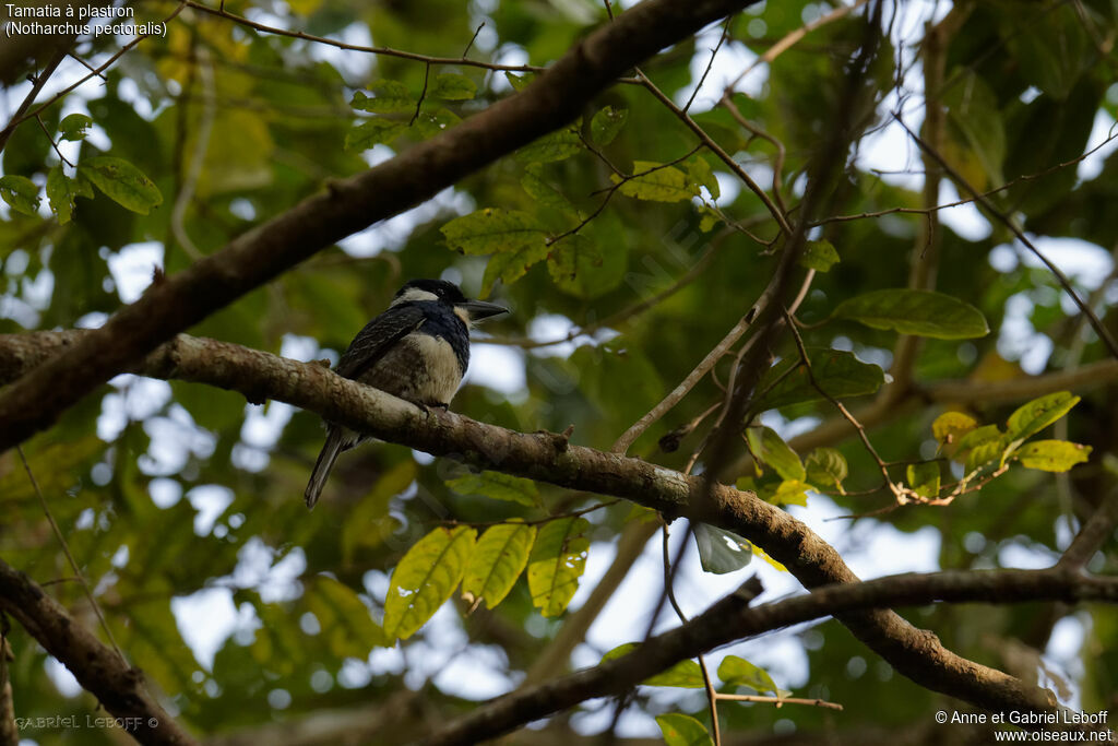 Black-breasted Puffbird