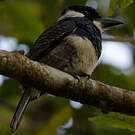 Tamatia à plastron