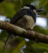 Black-breasted Puffbird