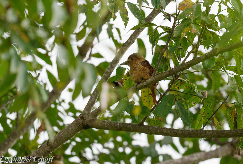 Barred Puffbirdadult, habitat