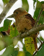 Barred Puffbird