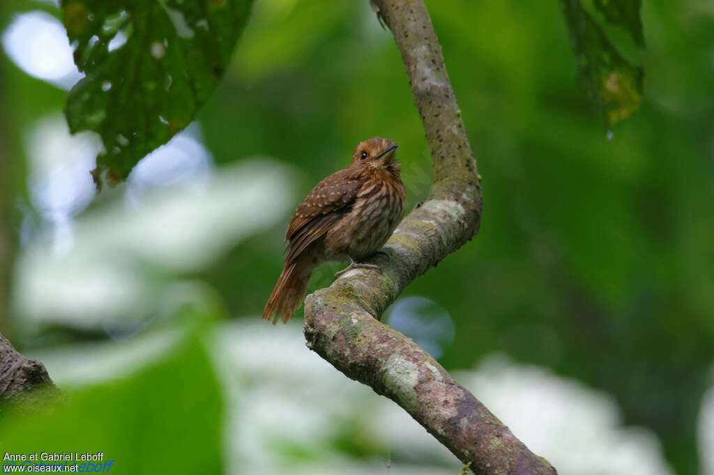 White-whiskered Puffbird male adult, habitat, pigmentation