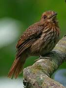 White-whiskered Puffbird