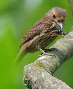 White-whiskered Puffbird