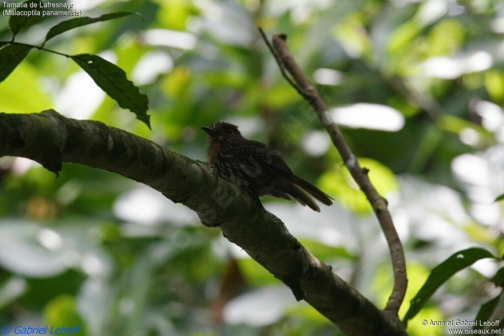 White-whiskered Puffbird female adult