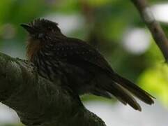 White-whiskered Puffbird