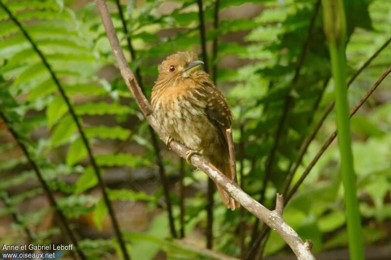 White-whiskered Puffbird male adult, identification