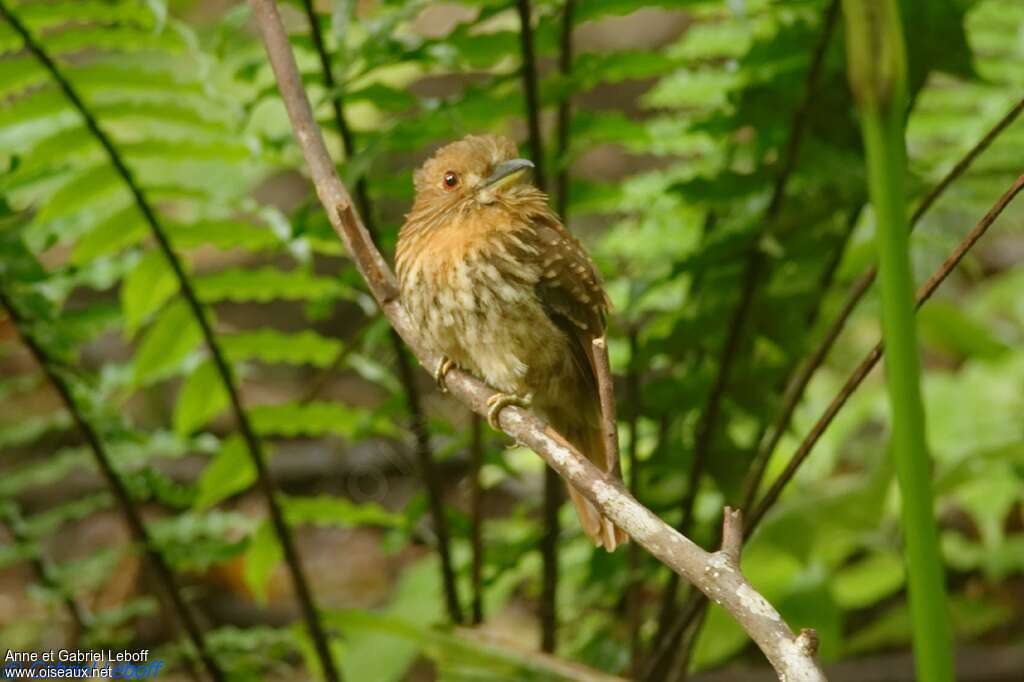 White-whiskered Puffbird male adult, identification