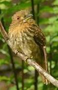 White-whiskered Puffbird