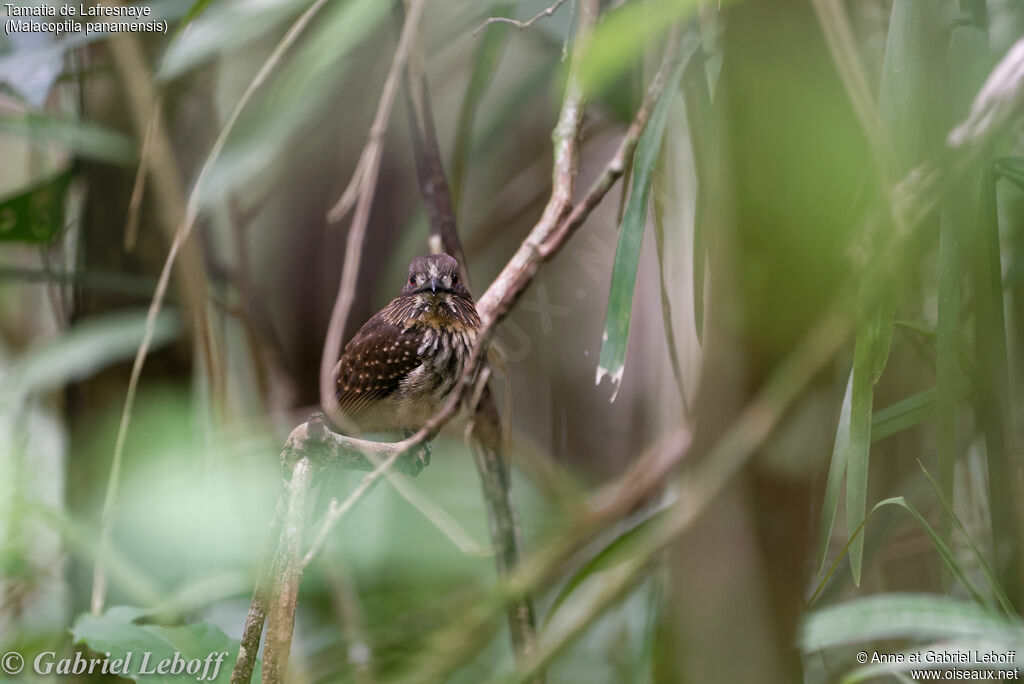 White-whiskered Puffbird female adult