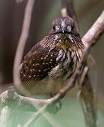 White-whiskered Puffbird