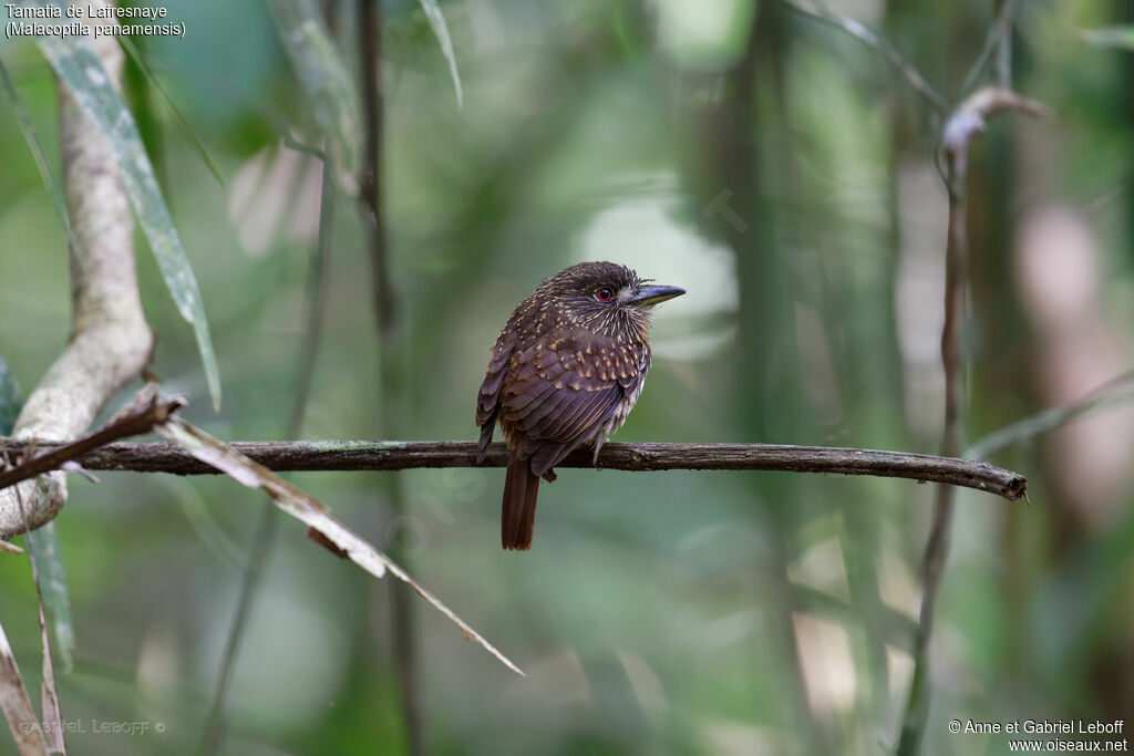 White-whiskered Puffbird