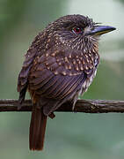 White-whiskered Puffbird