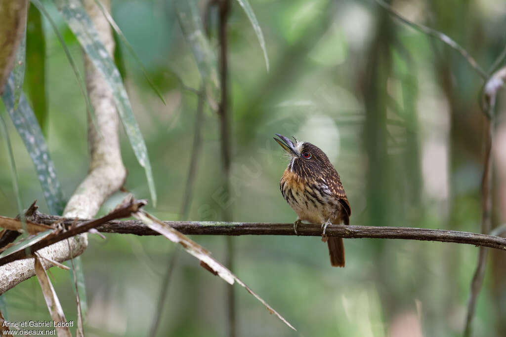 White-whiskered Puffbird female adult, identification