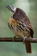 White-whiskered Puffbird