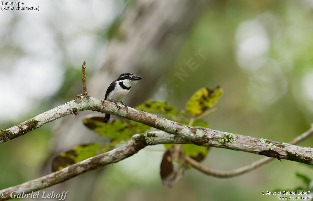 Pied Puffbird