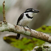 Pied Puffbird