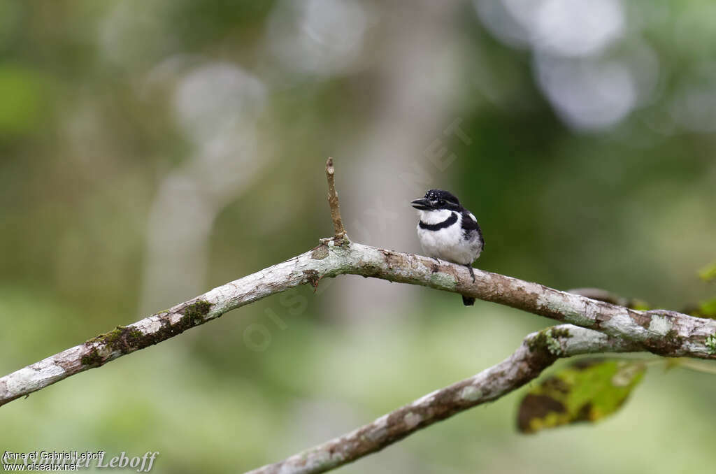 Pied Puffbird, close-up portrait