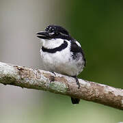 Pied Puffbird