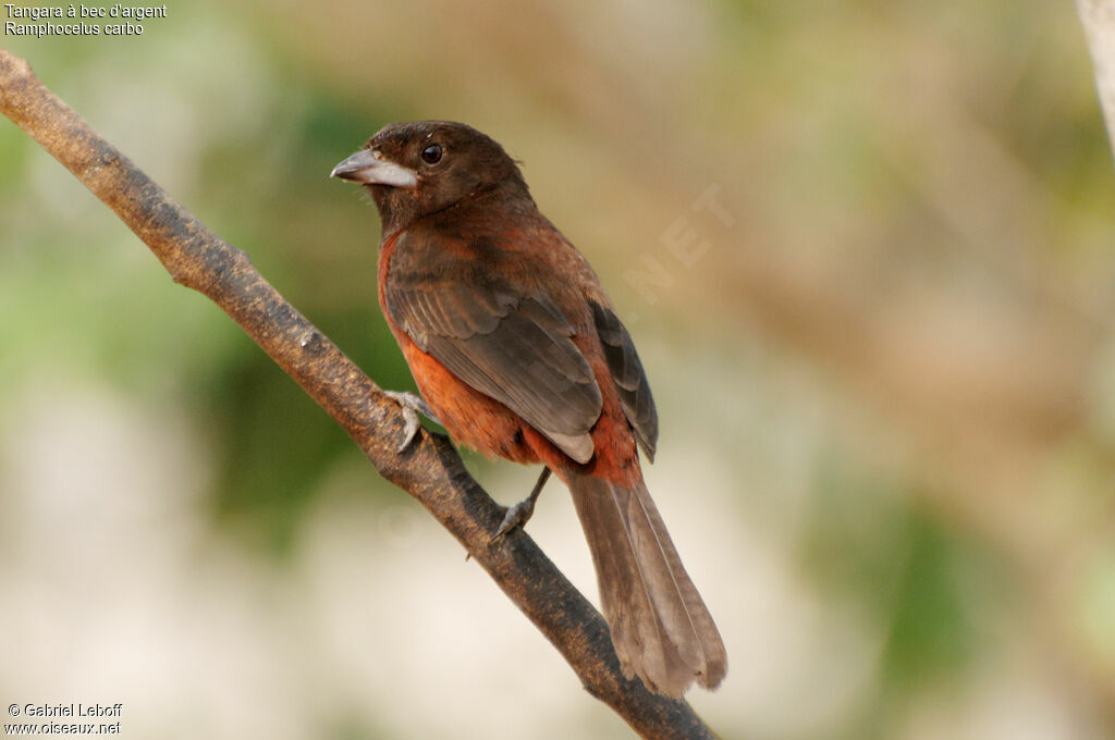 Silver-beaked Tanager