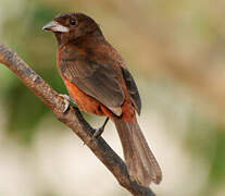 Silver-beaked Tanager