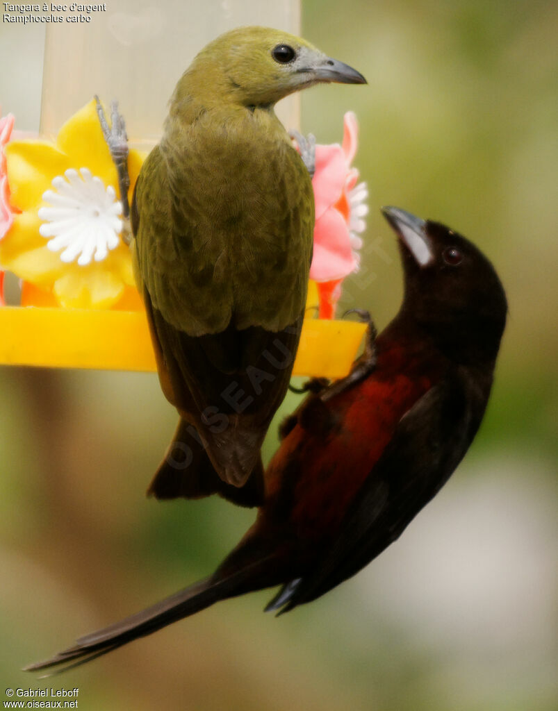 Silver-beaked Tanager