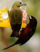 Silver-beaked Tanager