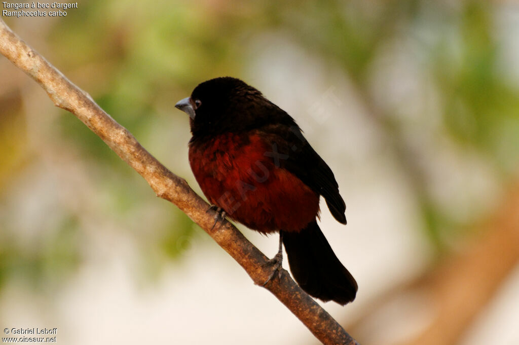 Silver-beaked Tanager male, identification