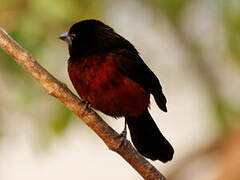 Silver-beaked Tanager