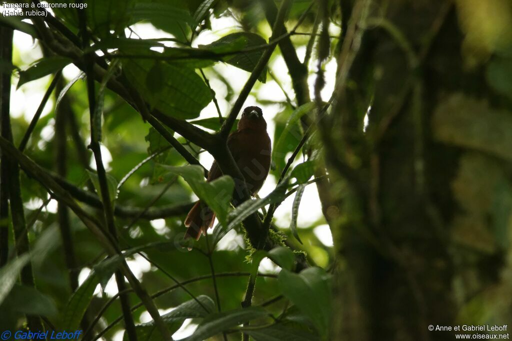 Tangara à couronne rouge mâle adulte