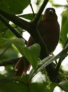 Red-crowned Ant Tanager