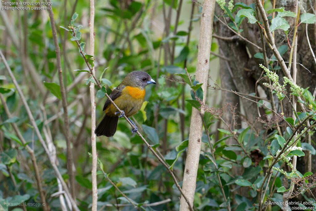 Scarlet-rumped Tanager female adult