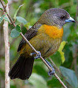 Scarlet-rumped Tanager